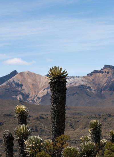 PDR-Servicios-Estudios-Ambientales-y-Productivos-desk